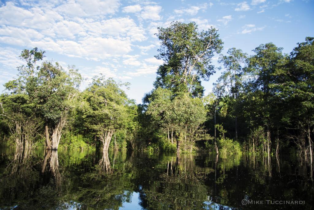 A bright forest view from the river